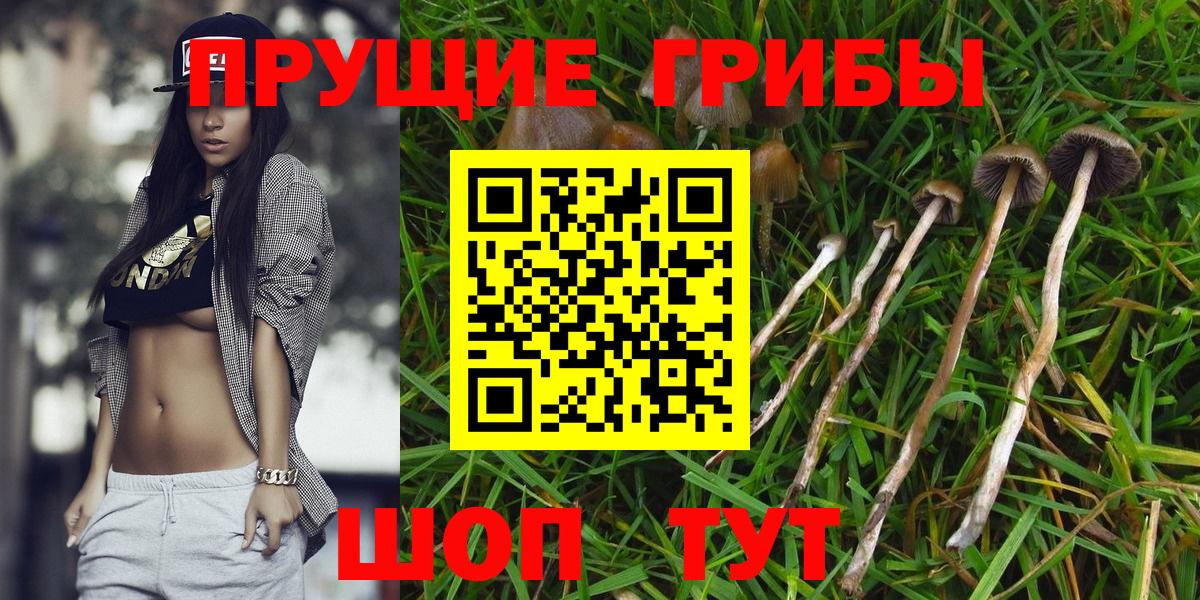 Псилоцибиновые грибы прущие грибы Черногорск